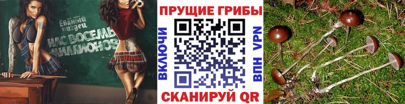 Псилоцибиновые грибы Cubensis  хочу   Тара 